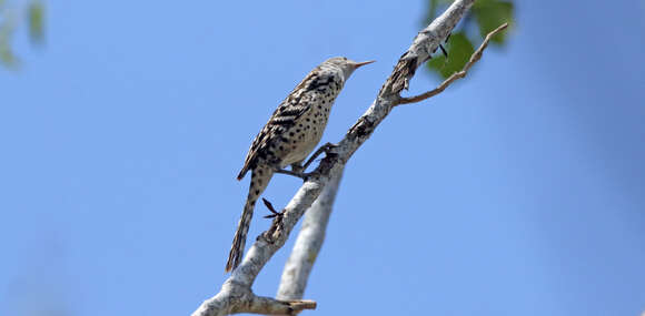 Image of Stripe-backed Wren