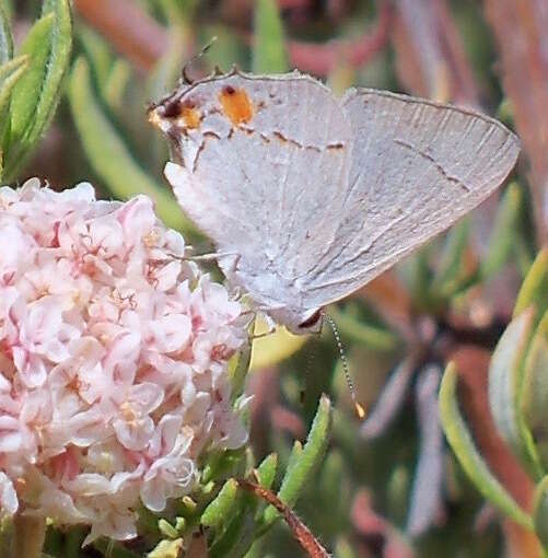 Image of Strymon melinus pudica (Hy. Edwards 1877)