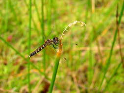 Image de Nannophya pygmaea Rambur 1842