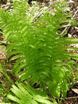 Image de Matteuccia struthiopteris var. pensylvanica (Willd.) Morton