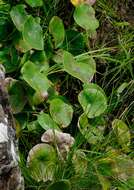 Image of Drakensberg Buttercup