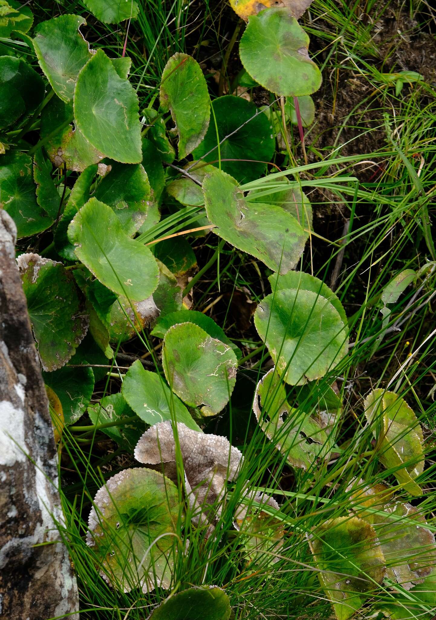 Image of Peltocalathos baurii (Mac Owan) M. Tamura