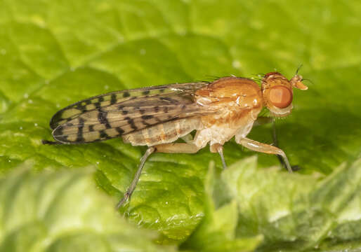 Image of Tetanocera valida Loew 1862