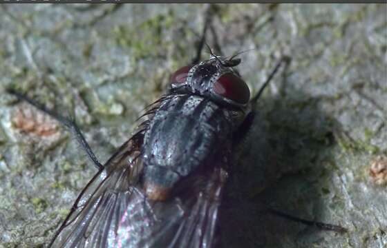 Image of House fly