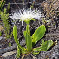 Image of Skiatophytum skiatophytoides (Leistn.) Klak