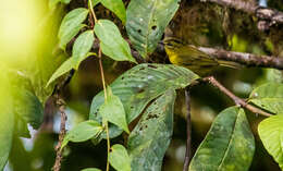 Image of Choco Warbler