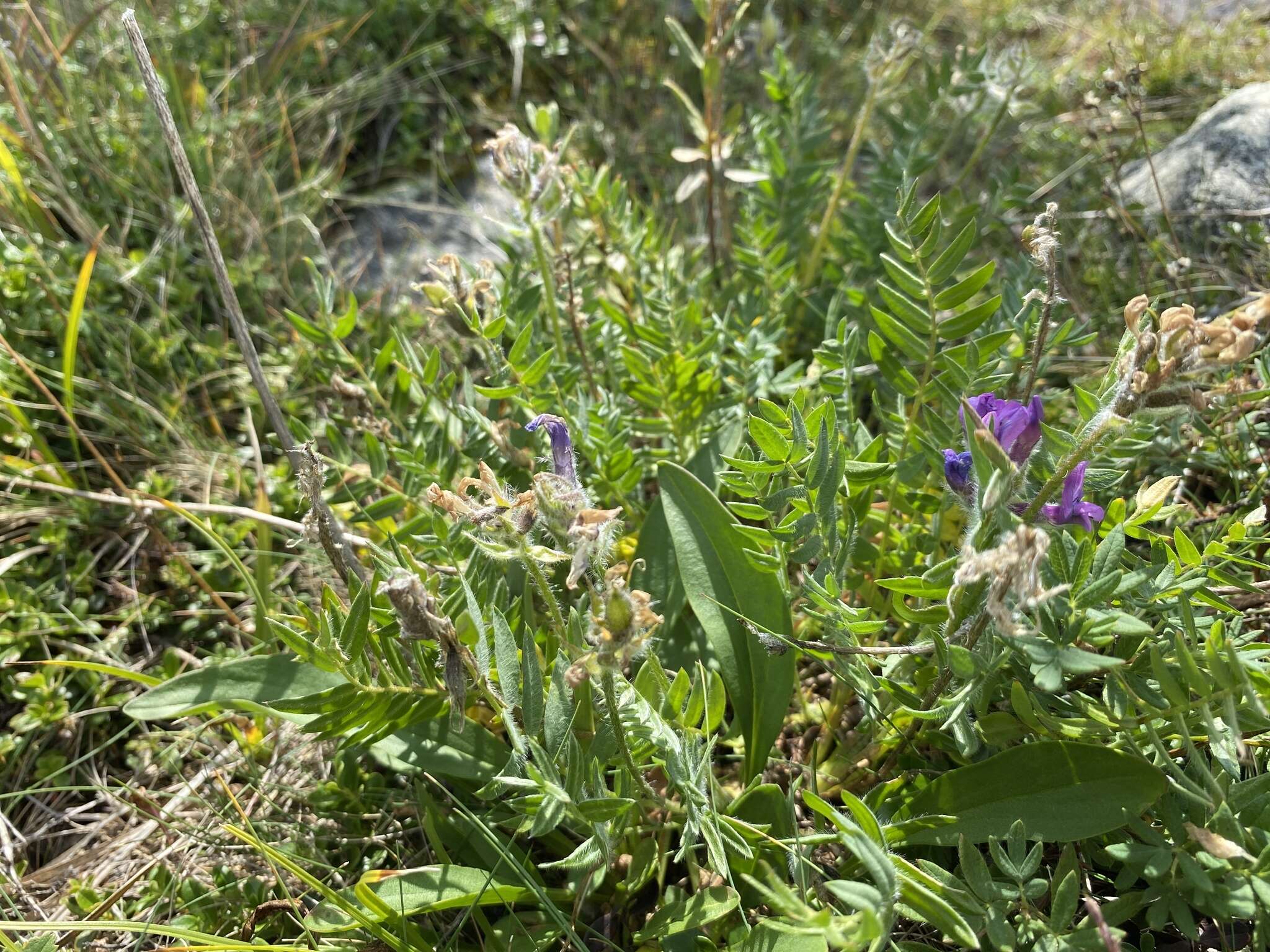 Image de Oxytropis kusnetzovii Krylov & Steinb.