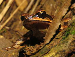 Image of Megophrys gigantica Liu, Hu & Yang 1960