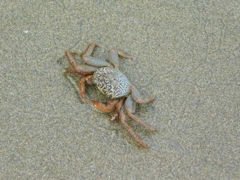 Image of variegate shore crab