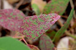 Image of Eucalyptus gall wasp