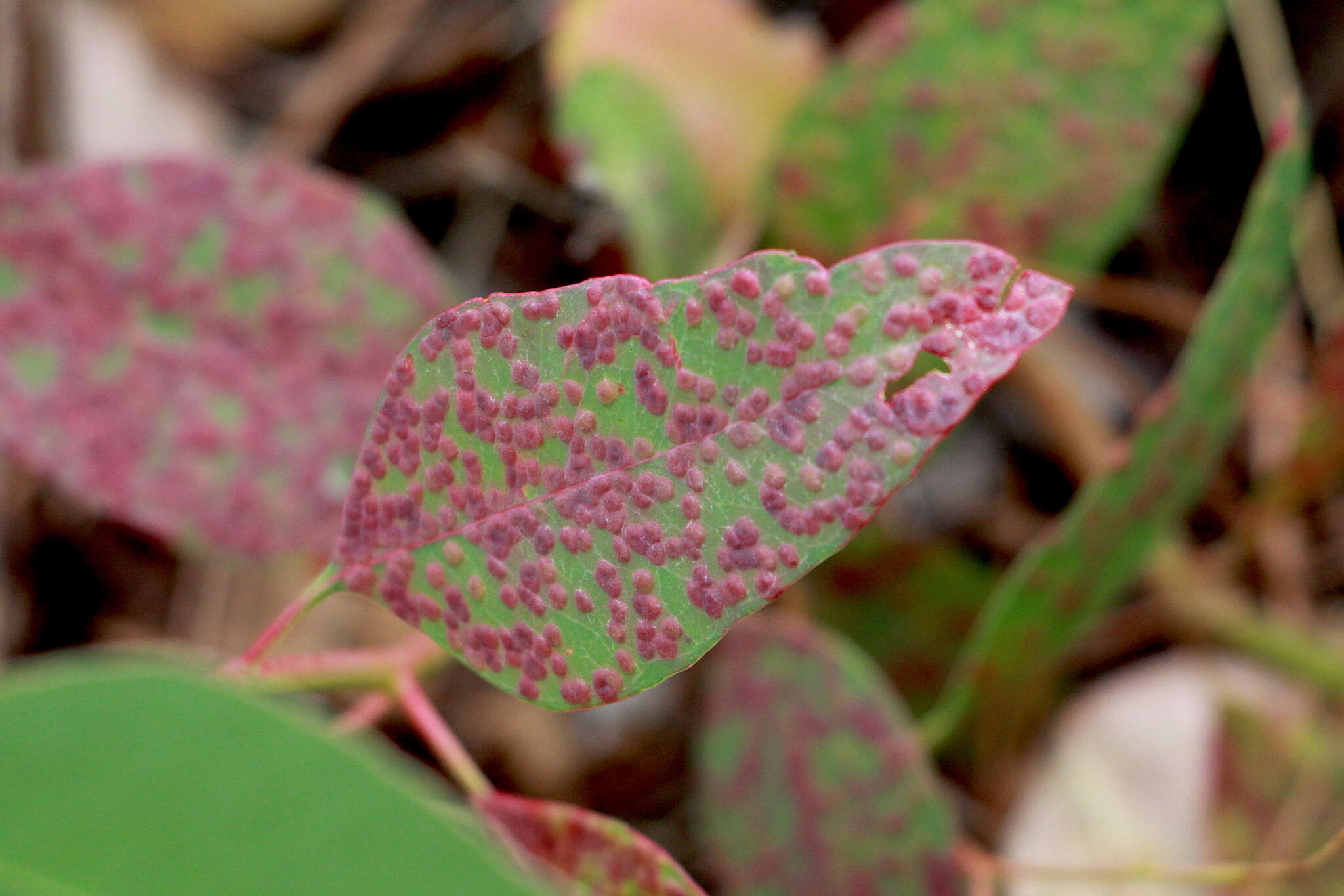 Image of Eucalyptus gall wasp