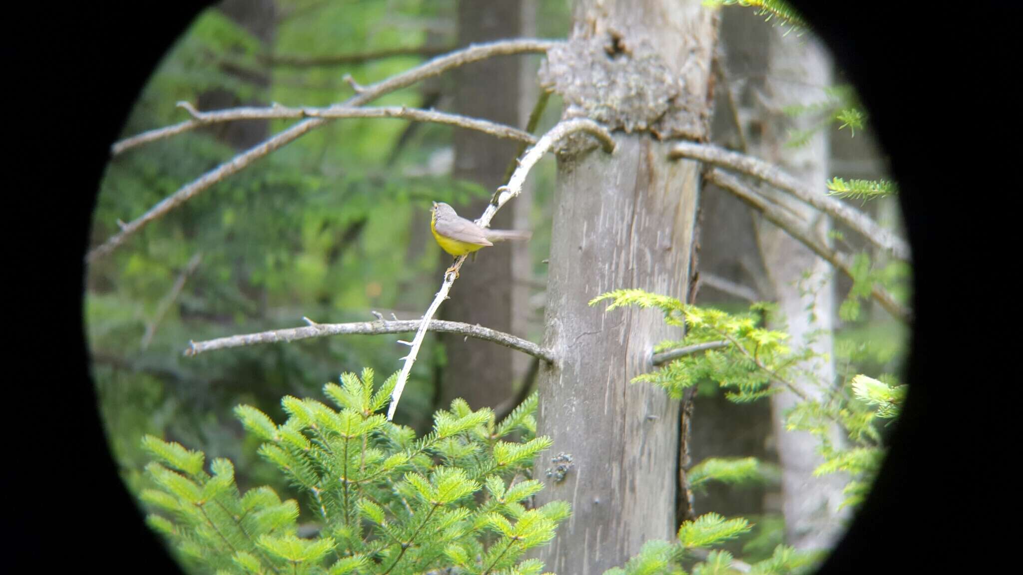 Image of Canada Warbler