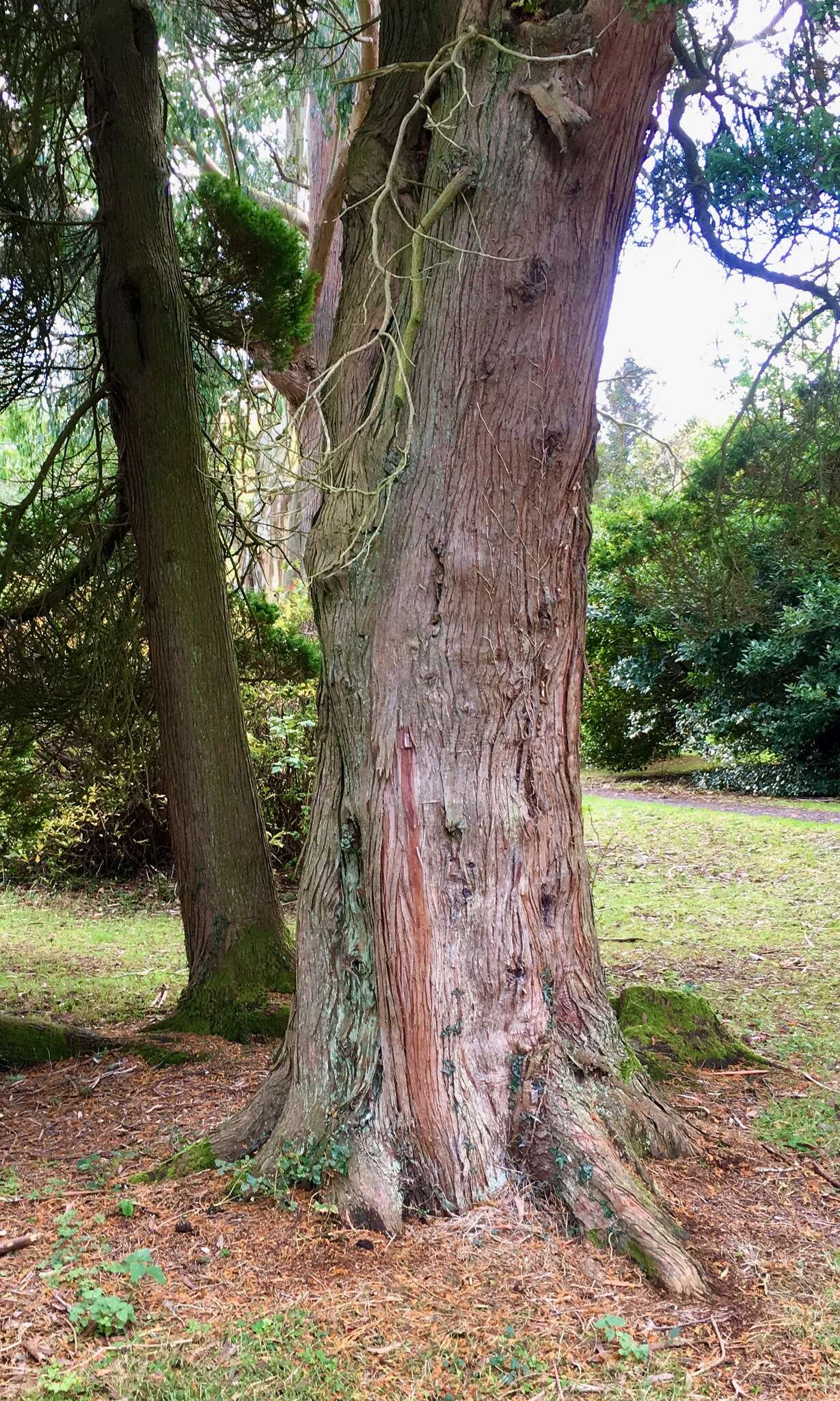 Image of Sawara Cypress