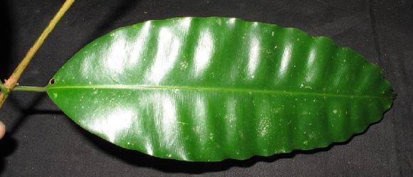Sivun Calophyllaceae kuva