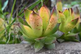 Image de Endophyllum sempervivi (Alb. & Schwein.) de Bary 1863