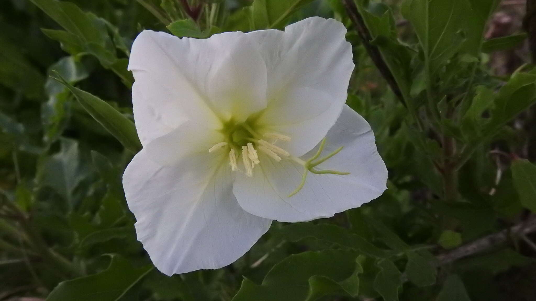 Sivun <i>Oenothera centaurifolia</i> kuva