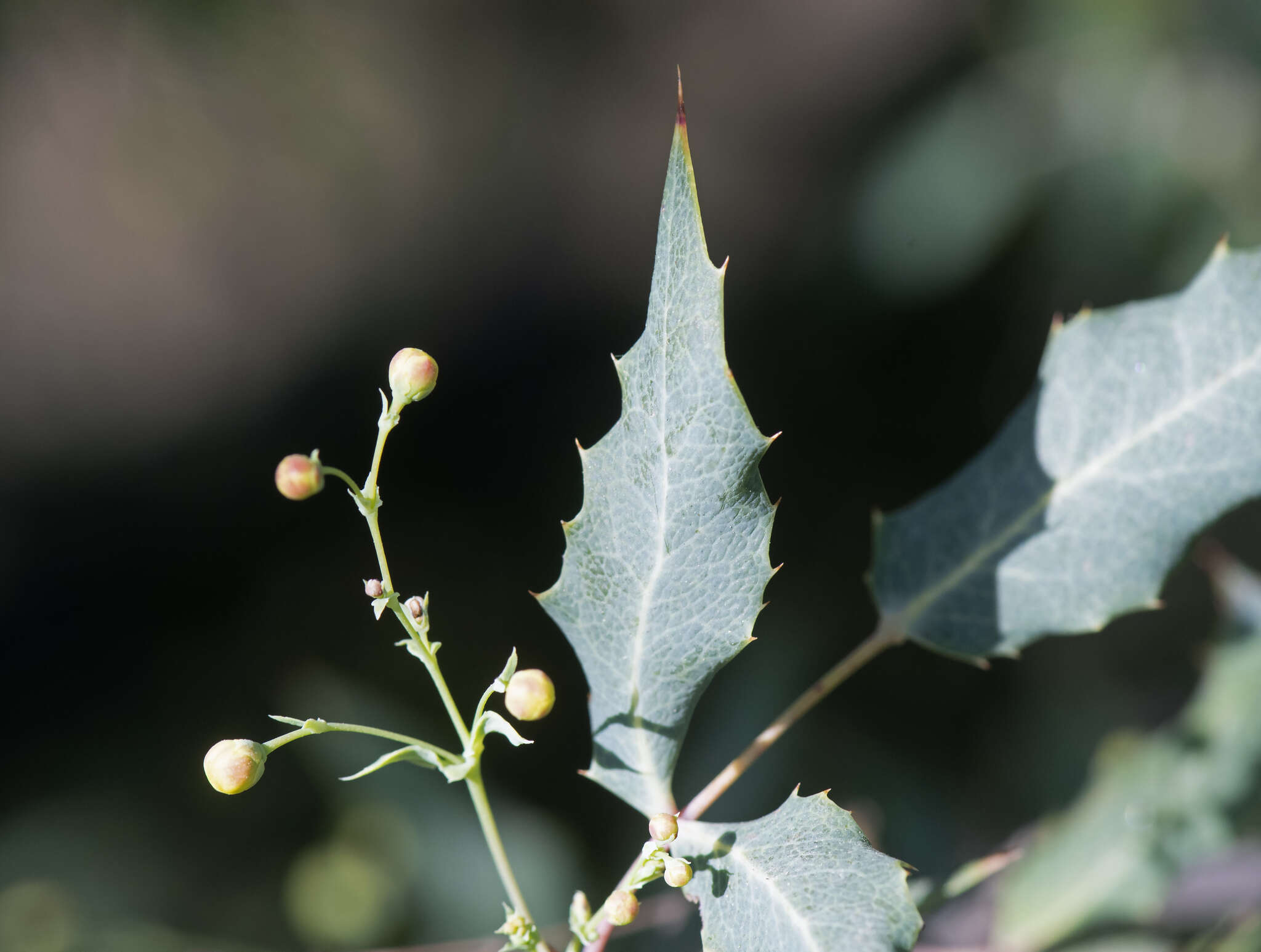 Image of Nevin's barberry