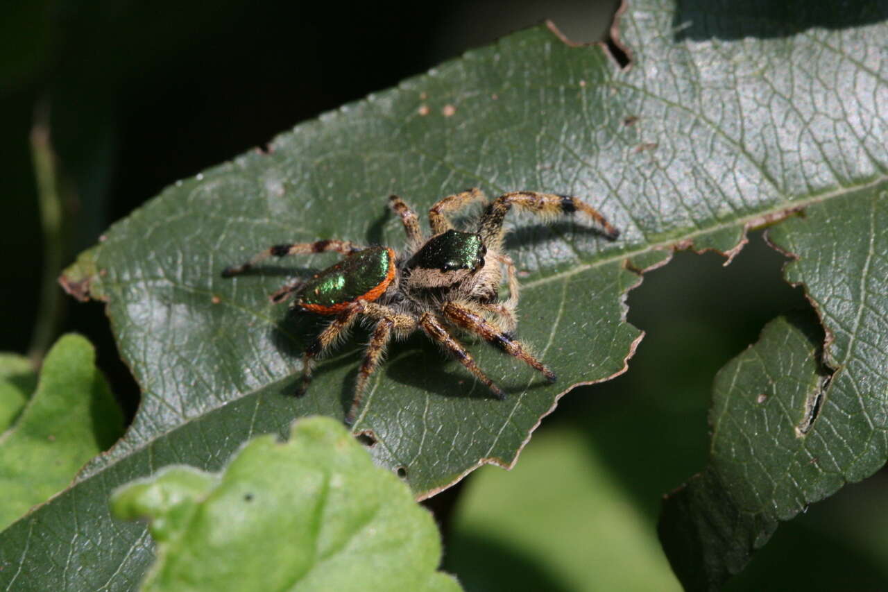 Plancia ëd Paraphidippus aurantius (Lucas 1833)