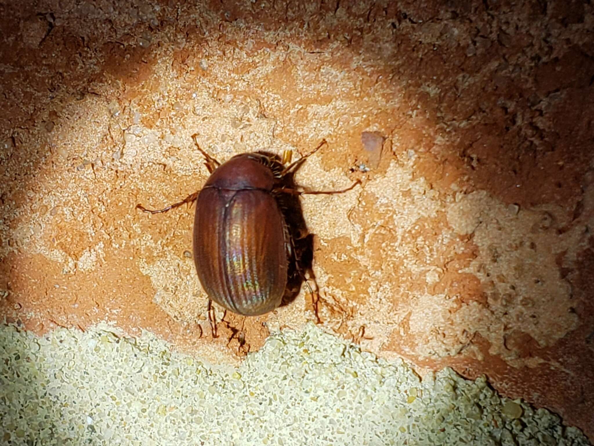 Imagem de Maladera (Cephaloserica) formosae (Brenske 1898)