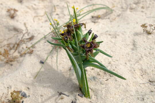 Image of Ferraria foliosa G. J. Lewis