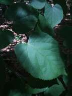 Image de Tilia americana var. caroliniana (Mill.) E. Murray