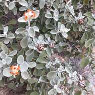 Image de Buddleja marrubiifolia Benth.