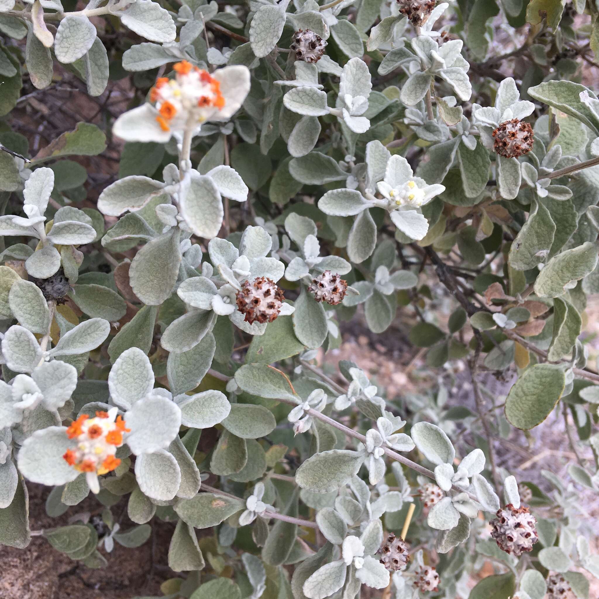 Image de Buddleja marrubiifolia Benth.