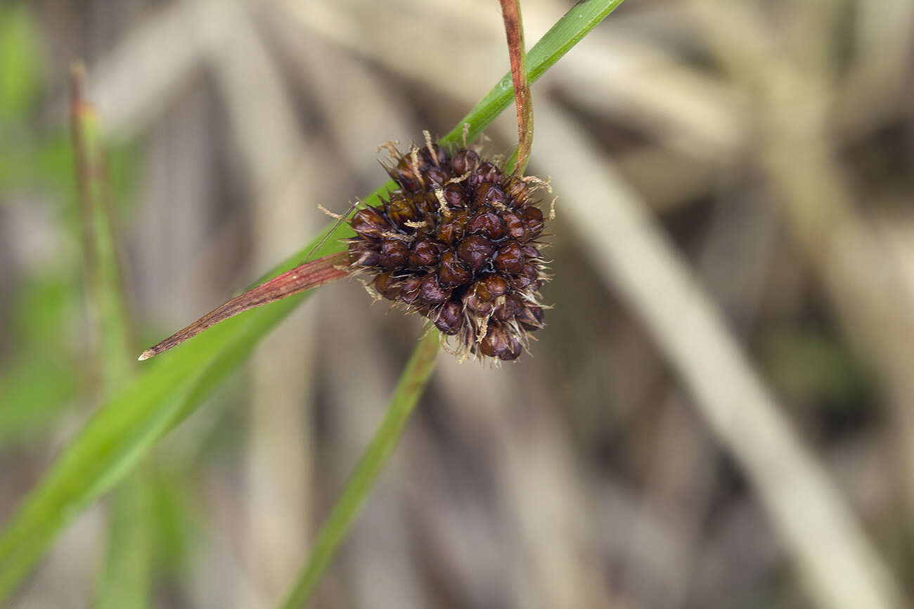 Image of Luzula capitata (Miq. ex Franch. & Sav.) Kom.