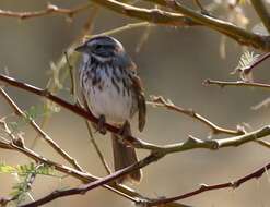 Image of Desert Song Sparrow