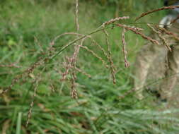 Image of Arundinella hirta (Thunb.) Tanaka