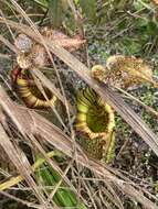 Image of Nepenthes maxima Reinw. ex Nees