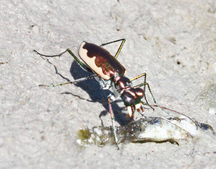 Image of Eunota circumpicta (La Ferté-Sénectère 1841)