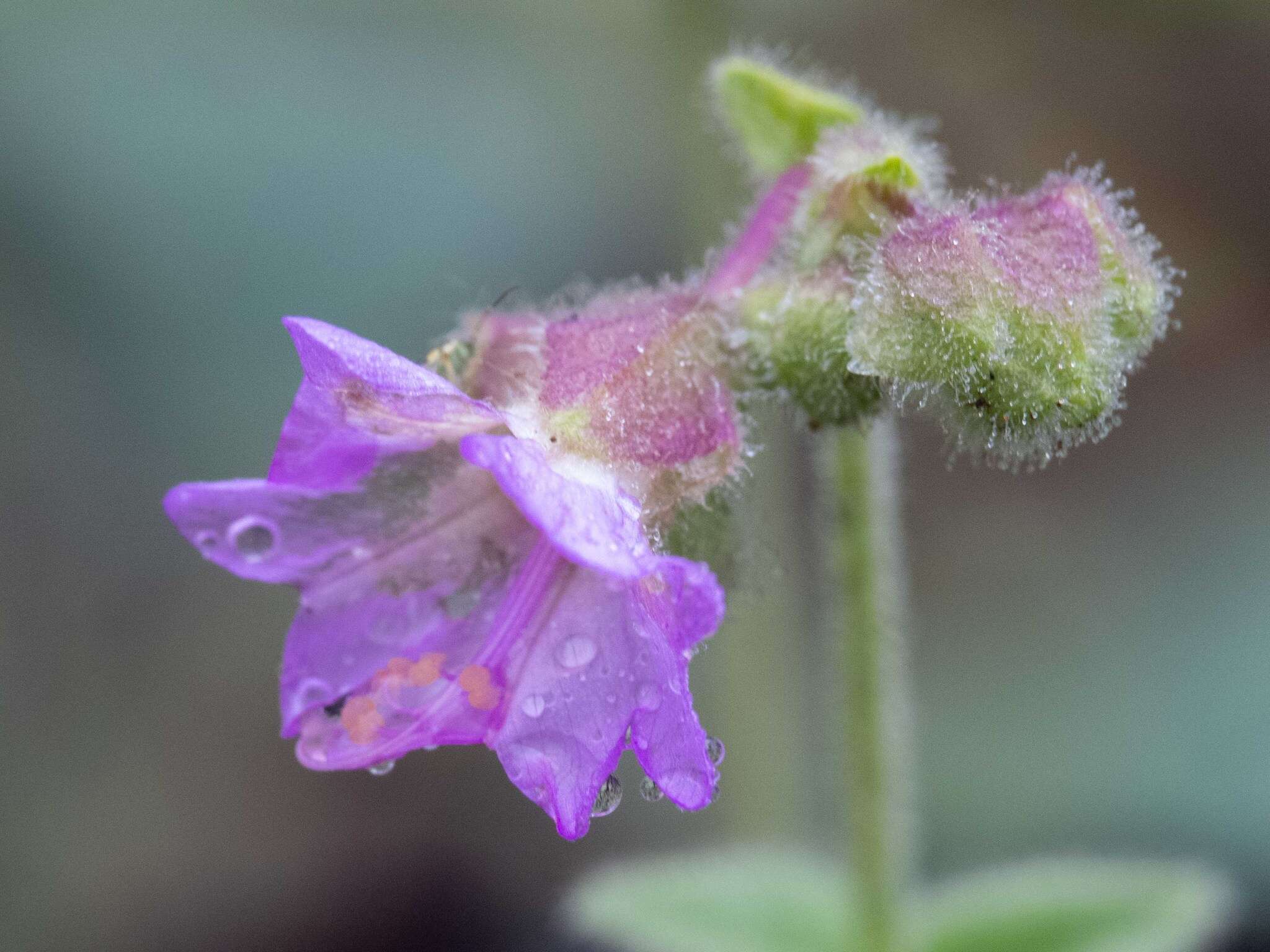 Image of hairy-tuft four o'clock