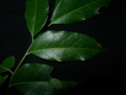 Image of Ganophyllum