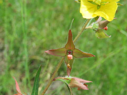 Image of spindleroot