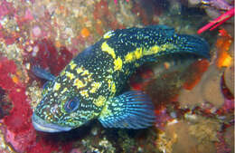 صورة Sebastes nebulosus Ayres 1854