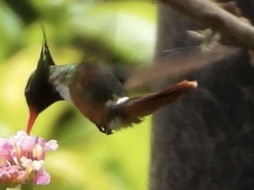 Lophornis adorabilis Salvin 1870 resmi