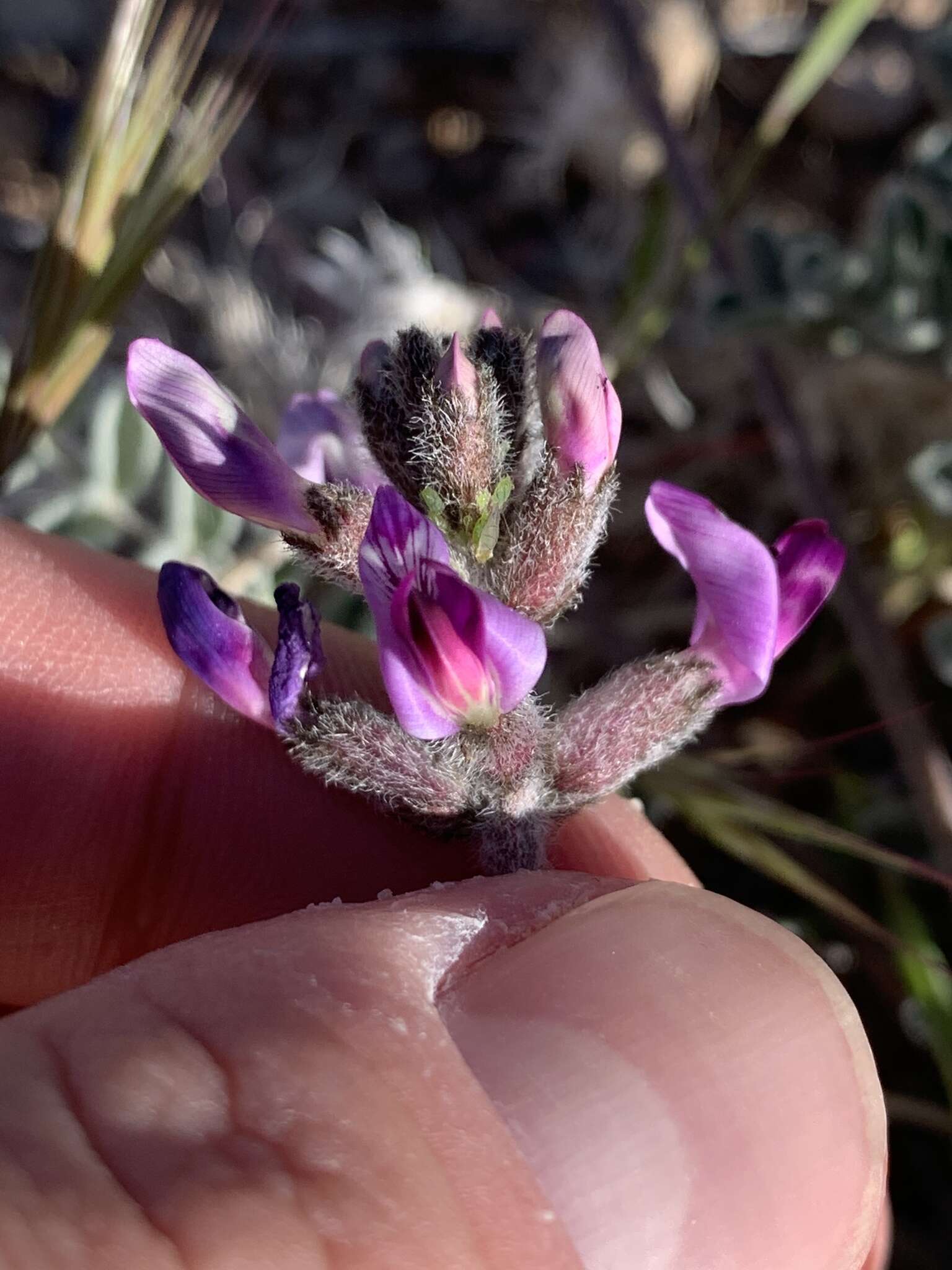 Sivun Astragalus tidestromii (Rydb.) Clokey kuva