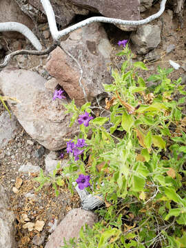 Image of Ruellia californica (Rose) I. M. Johnston