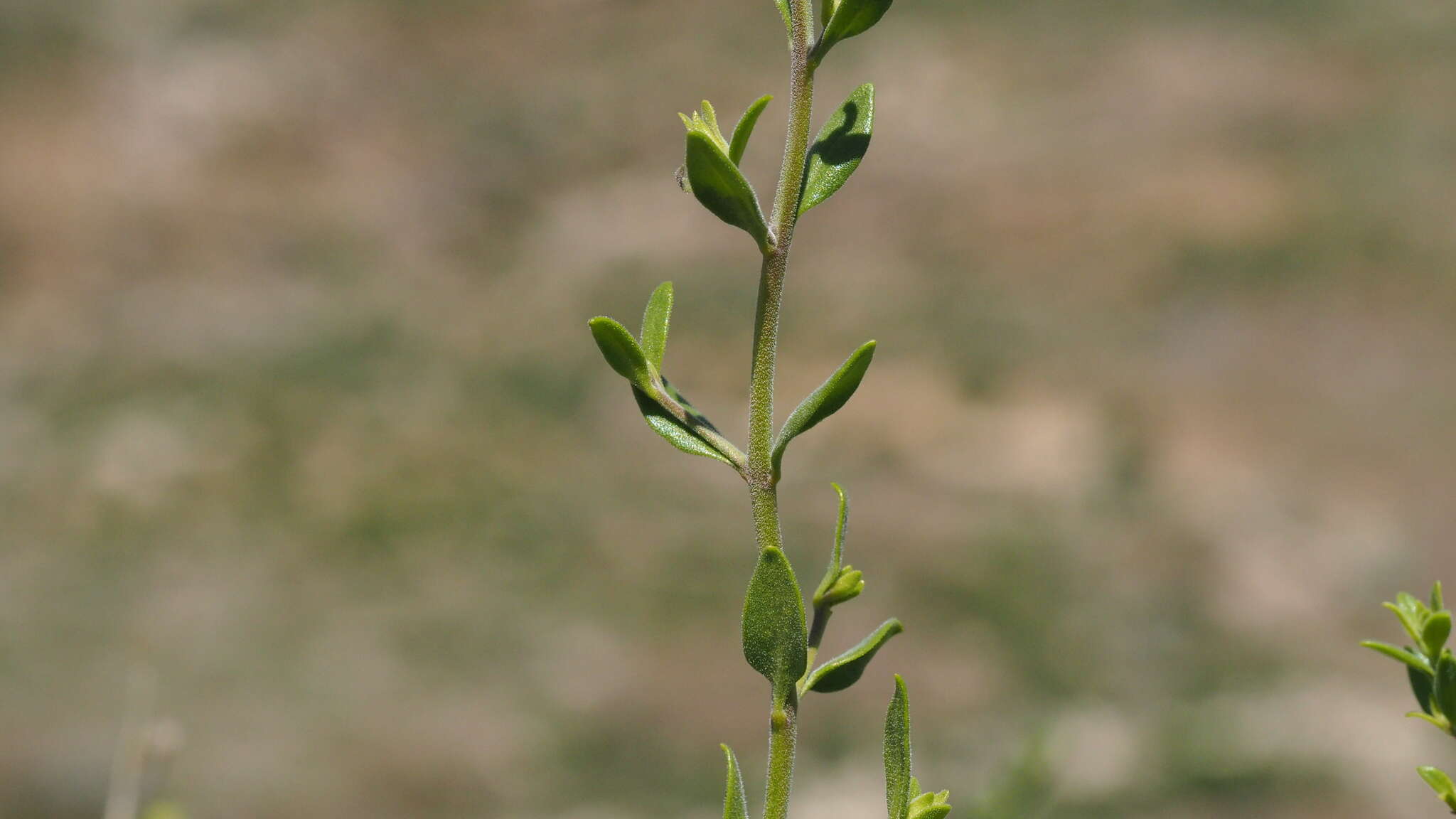 Image of snapdragon penstemon