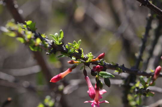 Image of Fuchsia lycioides Andr.