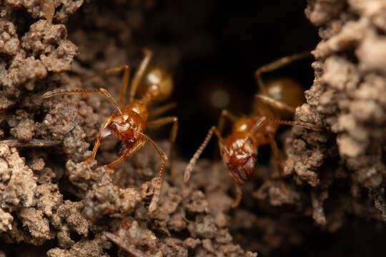 Image of Aphaenogaster pythia Forel 1915