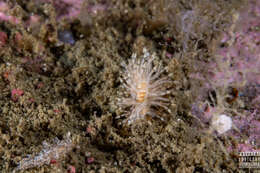 Image of Eubranchus vittatus (Alder & Hancock 1842)