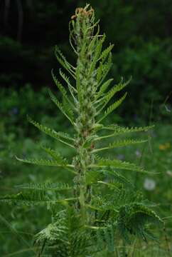 Image of Pedicularis foliosa L.