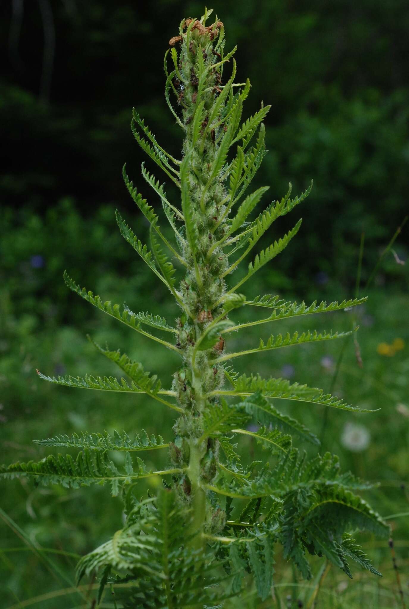 Imagem de Pedicularis foliosa L.