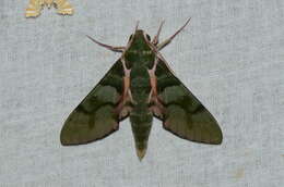 Image of Cechenena mirabilis (Butler 1875)