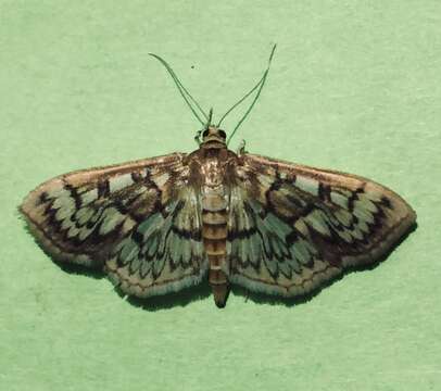 Image de Herpetogramma thestealis Walker 1859