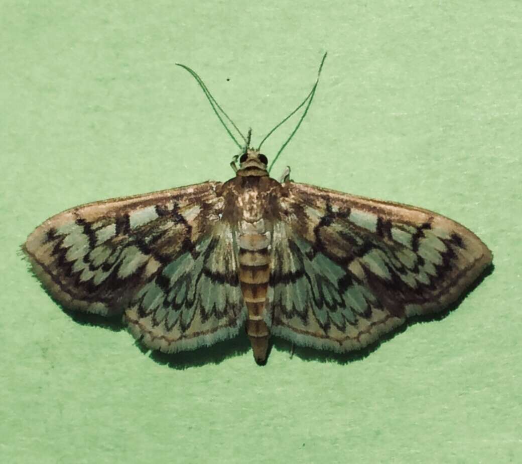 Image of Zigzag Herpetogramma