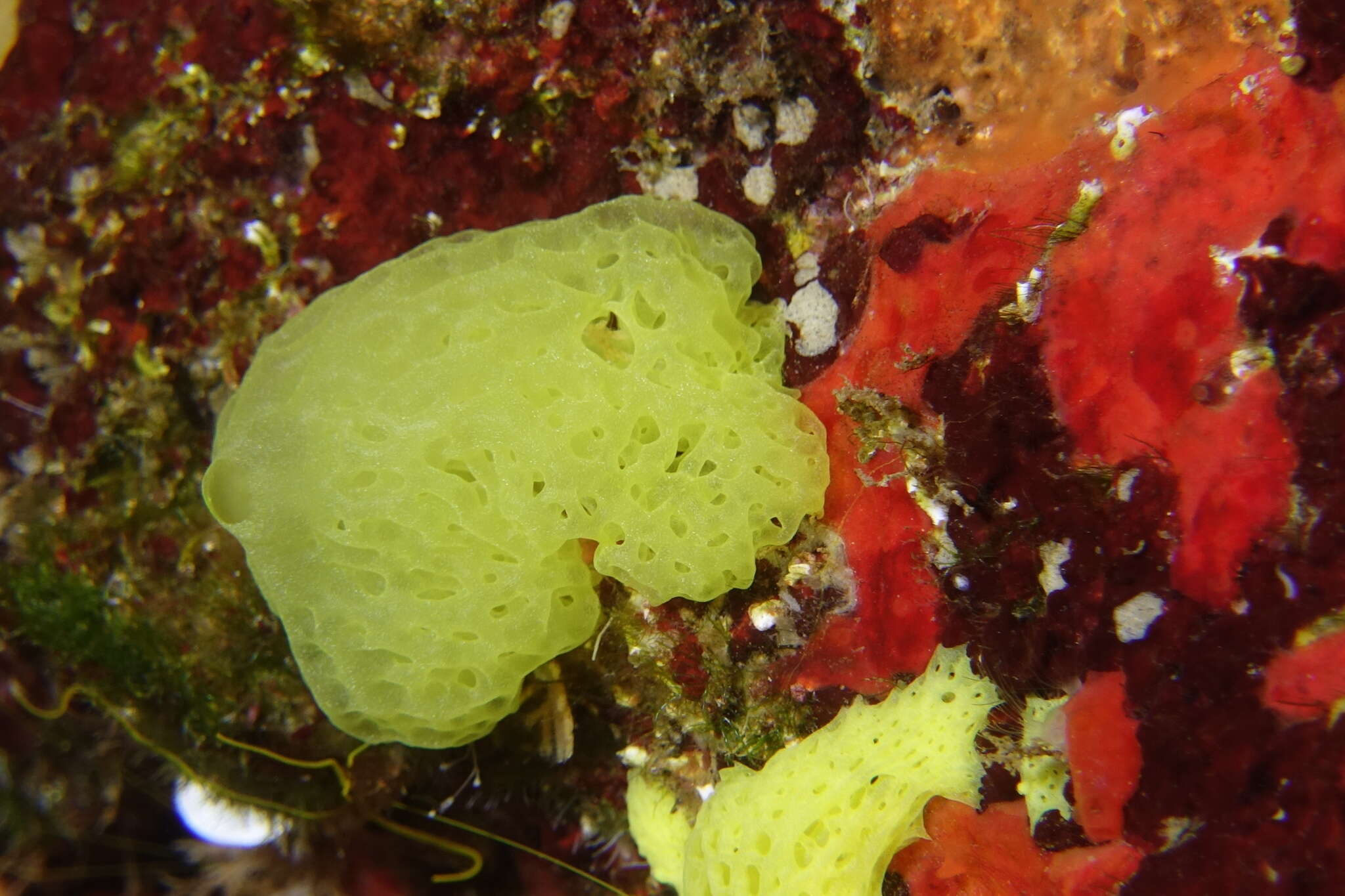 Image of yellow Clathrina