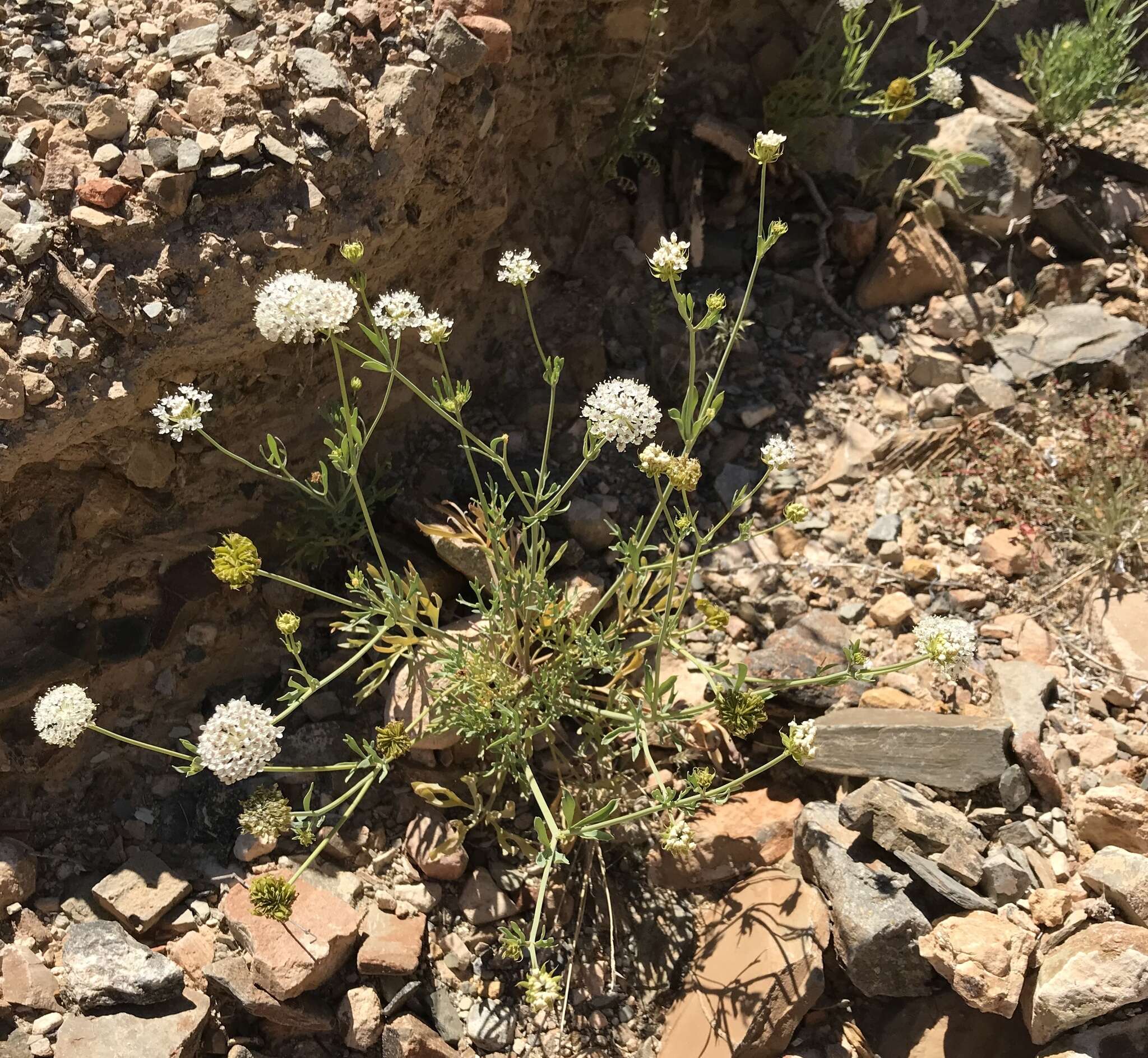 Imagem de Trachymene glaucifolia (F. Müll.) Benth.